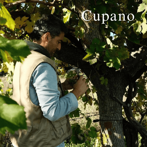 Cupano