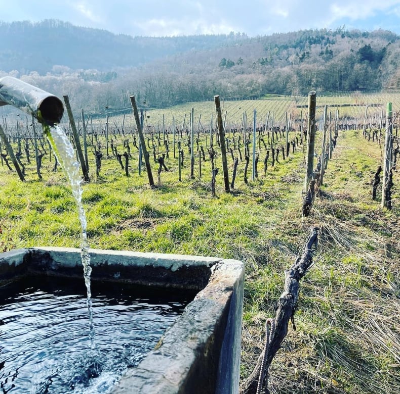 Vignoble du Rêveur